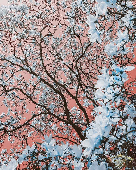 Pink Sky Blossom Posters Prenten En Visuele Kunstwerken